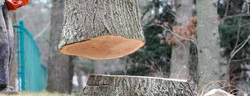 Reliable Salmon, ID Tree Removal Solutions