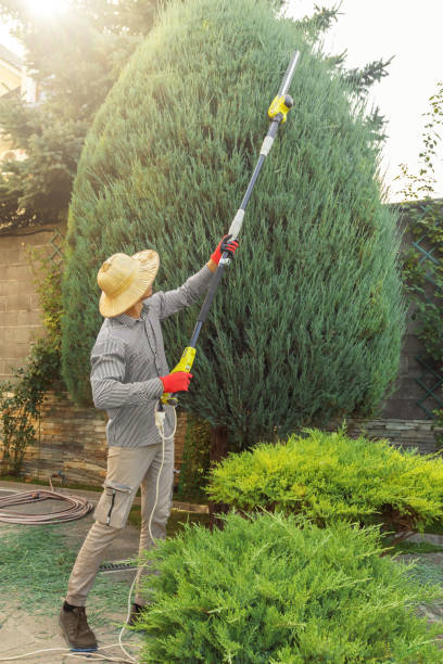 How Our Tree Care Process Works  in  Salmon, ID